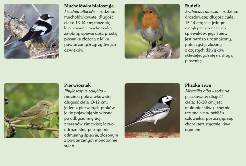 Planty Kozielskie – interaktywna ścieżka przyrodniczo-edukacyjna » Ptaki-1Planty Kozielskie – interaktywna ścieżka przyrodniczo-edukacyjna » Ptaki-3