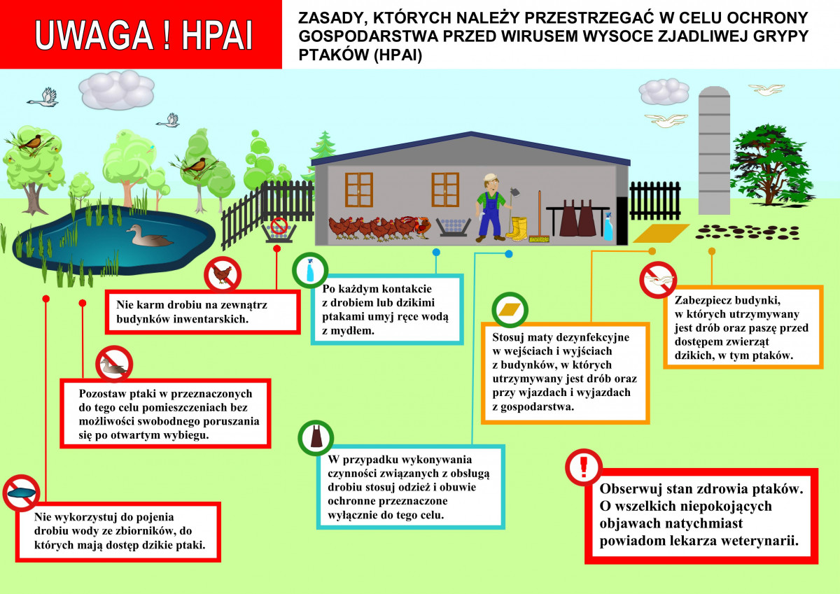 Wirus ptasiej grypy nie odpuszcza