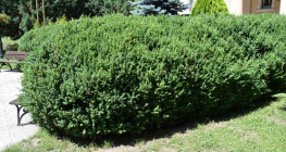 Ćma bukszpanowa – nowy szkodnik w ogrodach
