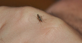 Komary przestaną nam dokuczać