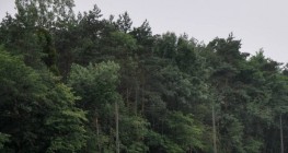 Lasy pod lupą