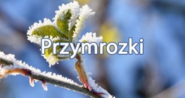 Ostrzeżenie meteorologiczne Nr 11 - Oblodzenie