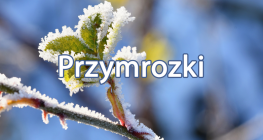 Ostrzeżenie meteorologiczne Nr 21 - Przymrozki