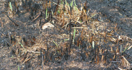 Wypalanie traw – zero zysku, sporo strat