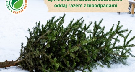 Co zrobić z choinką po świętach?