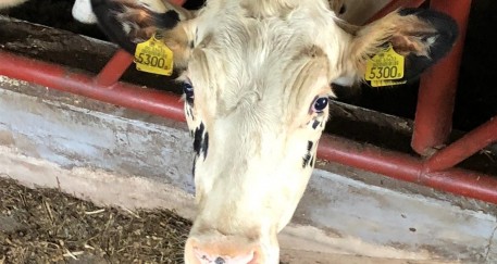 Ważne informacje dla hodowców bydła