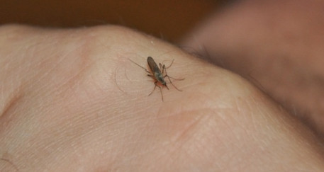 Komary przestaną nam dokuczać