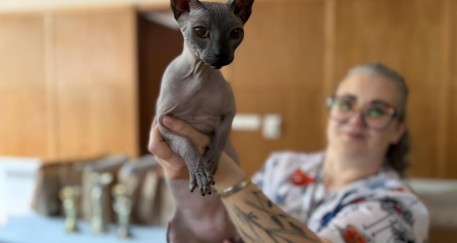 Kocie gwiazdy na wybiegu