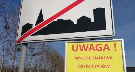 Wirus ptasiej grypy na Śląsku. Ważne informacje dla hodowców drobiu