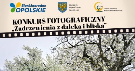 Sfotografuj drzewo, wygraj nagrodę