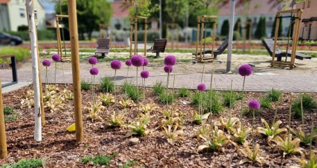 Miasto szuka firmy do pielęgnacji zieleni